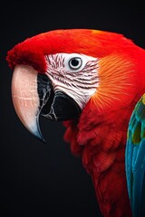 Fototapeta premium Vibrant Scarlet Macaw Close-Up Exotic Plumage Beauty Against Black, Tropical Paradise Wildlife, Colorful Bird Portrait