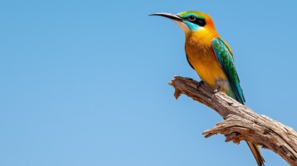 Obraz premium Vibrant Avian Beauty Close-up of Colorful Bird Perched on Weathered Branch Against Clear Blue Sky - Peaceful Serenity and Natural Elegance