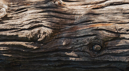 Brown bark tree wooden texture background in sun light