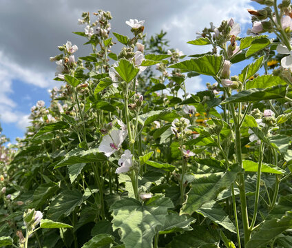 Marshmallow, Althaea, Officinalis