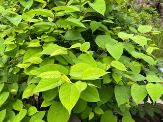 Japanese knotweed, Fallopia, japonica