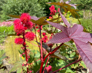 Castor, Ricinus Communis