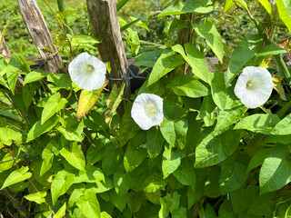 Hedge bindweed, Convolvulus, pulcher