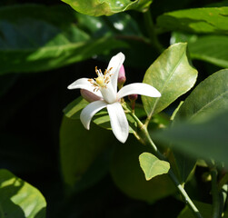 lemon blossom, Citrus, limon