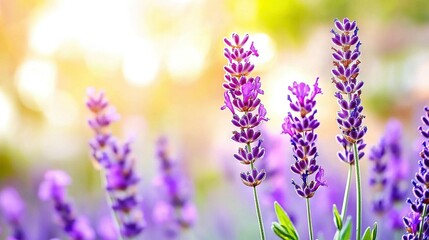 Naklejka premium A clear close-up of vibrant flowers, with a softly blurred background showcasing their beauty