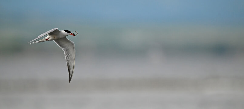 Flussseeschwalbe (Sterna hirundo) mit Seenadel als Beute im Schnabel - Schwarzmeerk&uuml;ste, Bulgarien