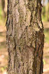Fototapeta premium the texture of the pine tree bark