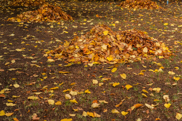 a pile of yellow fall maple leaves on the ground. autumn concept