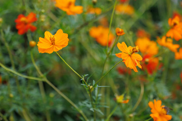 黄色いキバナコスモス