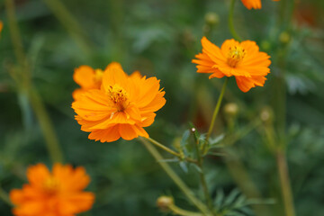 Yellow Cosmos