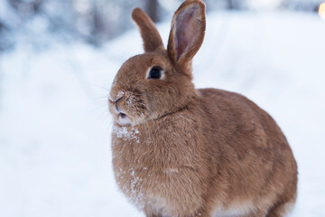 A fluffy rabbit sits gracefully on a blanket of fresh snow, its fur slightly dusted with frost, embodying the beauty of winter in a serene and peaceful moment.