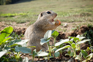 European ground squirrel (Spermophilus citellus), Muran plain, Slovakia