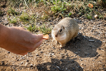 European ground squirrel (Spermophilus citellus), Muran plain, Slovakia