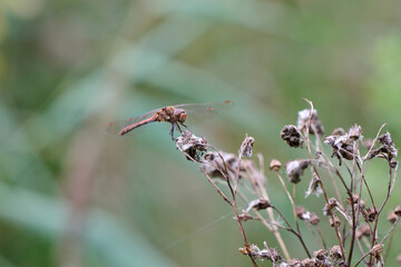 Heather dragonfly with red tones on spent flowers
