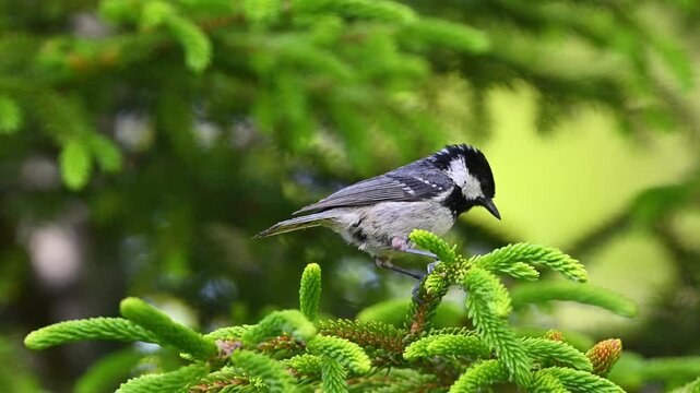 coal tit is singing