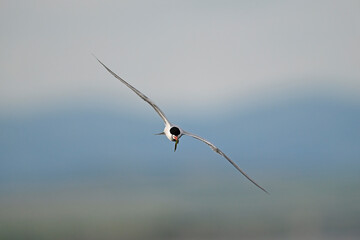 Flussseeschwalbe (Sterna hirundo) mit Seenadel als Beute im Schnabel - Schwarzmeerküste, Bulgarien