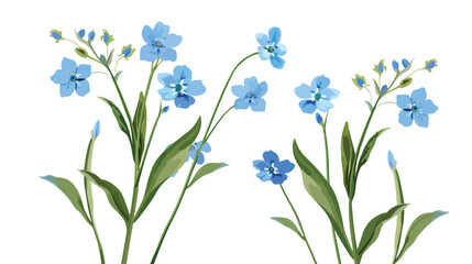Forget-Me-Not Flower Clipart Isolated on white background Vector Illustration