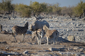 Obraz premium Rhino meets zebras 