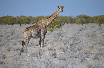 Giraffe in africa