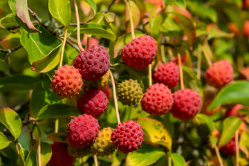 bunch of red fruit with green leaves