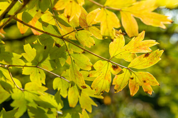 tree branch with yellow leaves and brown spots