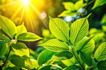 Close-Up of Vibrant Green Leaves with Soft Sunlight Creating a Serene and Tranquil Atmosphere