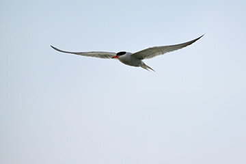 Flussseeschwalbe // Common tern (Sterna hirundo) - Bulgaria