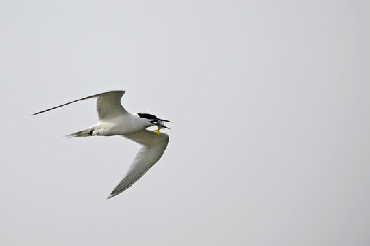 Sandwich tern with fish as prey // Brandseeschwalbe mit erbeutetem Fisch im Schnabel  (Thalasseus sandvicensis) 