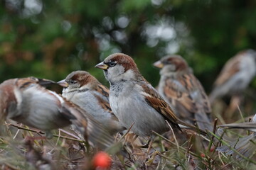 A flock of sparrows sitting on a bush
