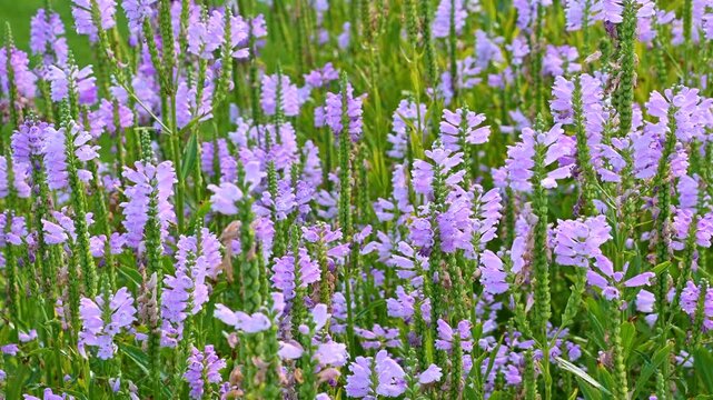 Pink Physostegia virginiana flowers sway in the wind. obedience plant, obedience, false dragonhead.