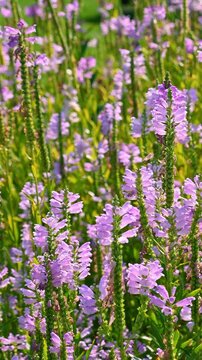 Pink Physostegia virginiana flowers sway in the wind. obedience plant, obedience, false dragonhead.