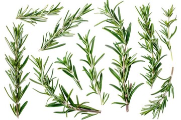 Obraz premium A close-up shot of a few rosemary sprigs arranged on a white surface
