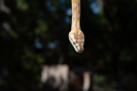 Super Caramel Coastal Carpet Python (Morelia spilota mcdowelli)