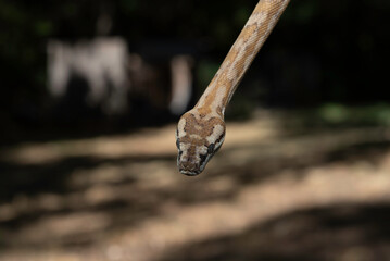 Super Caramel Coastal Carpet Python (Morelia spilota mcdowelli)
