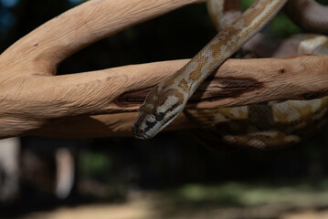 Super Caramel Coastal Carpet Python (Morelia spilota mcdowelli)
