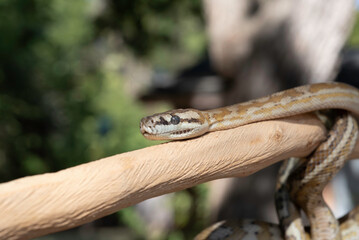 Super Caramel Coastal Carpet Python (Morelia spilota mcdowelli)