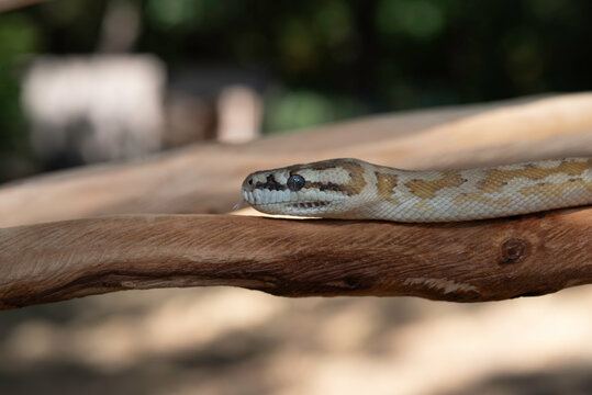 Super Caramel Coastal Carpet Python (Morelia spilota mcdowelli)