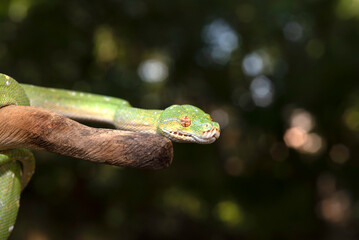 Designer Green Tree Python (Aru x Biak)
