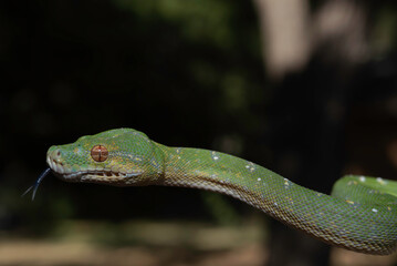 Designer Green Tree Python (Aru x Biak)