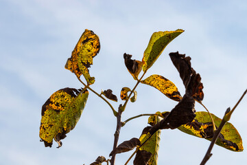 Colorful autumn leaves on a sunny September day