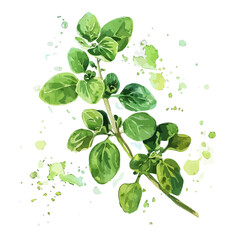 Watercolor drawing of Oregano, isolated on a white background, and Oregano vector