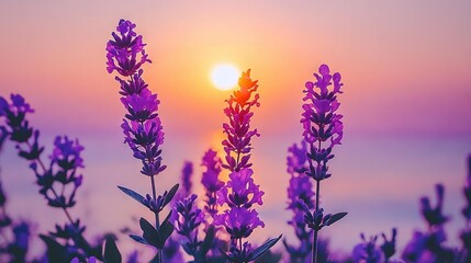 Obraz premium A field of purple flowers with the sun setting in the sky during the day The distant horizon features a body of water