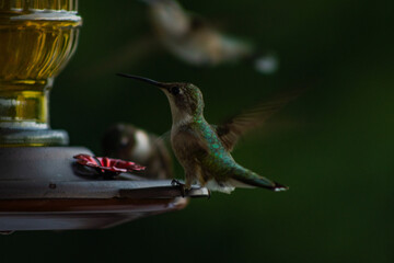 Hummingbirds eating