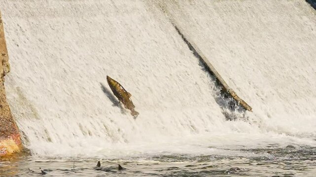 Atlantic or Chinook salmon going up Ganaraska river upstream for spawn in slow motion. Salmon fish migration back to spawning grounds. Corbett's Dam, Port Hope, Ontario, Canada. Salmon run to lay roe.