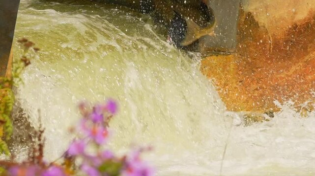Salmon spawning, adult salmon return to their natal freshwater habitats to lay their eggs. Fish swim upstream against strong currents waterfalls. Ganaraska River, Corbett's Dam, Port Hope, Ontario.