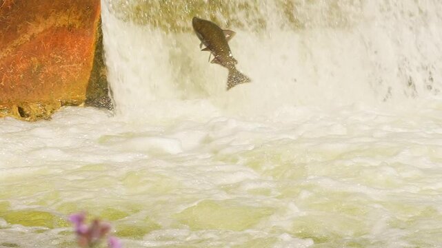 Salmon spawning, adult salmon return to their natal freshwater habitats to lay their eggs. Fish swim upstream against strong currents waterfalls. Ganaraska River, Corbett's Dam, Port Hope, Ontario.