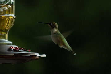 Hummingbirds eating