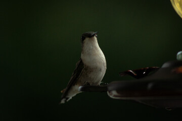 Hummingbirds eating
