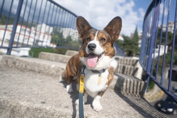 Corgi dog portrait