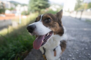 Portrait of a corgi dog, close-up